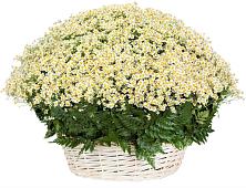 Цветочная композиция из Ромашки в корзине #REPLACE_PRED# Тургенево